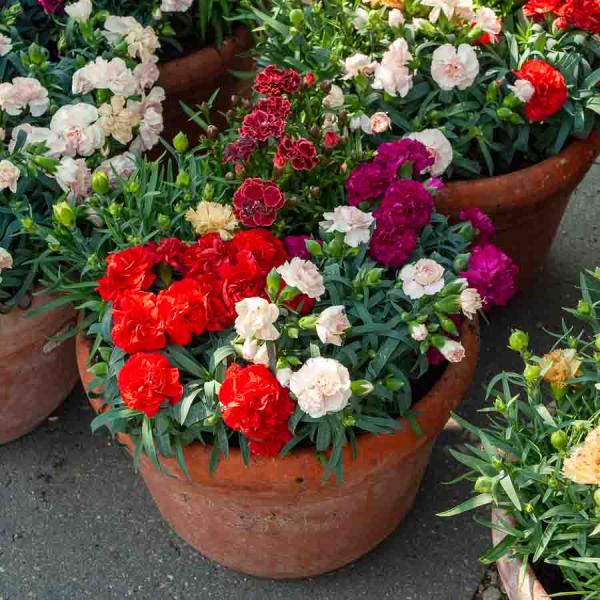 Fleurs - Œillet Mignardise Simple Varié - face recto